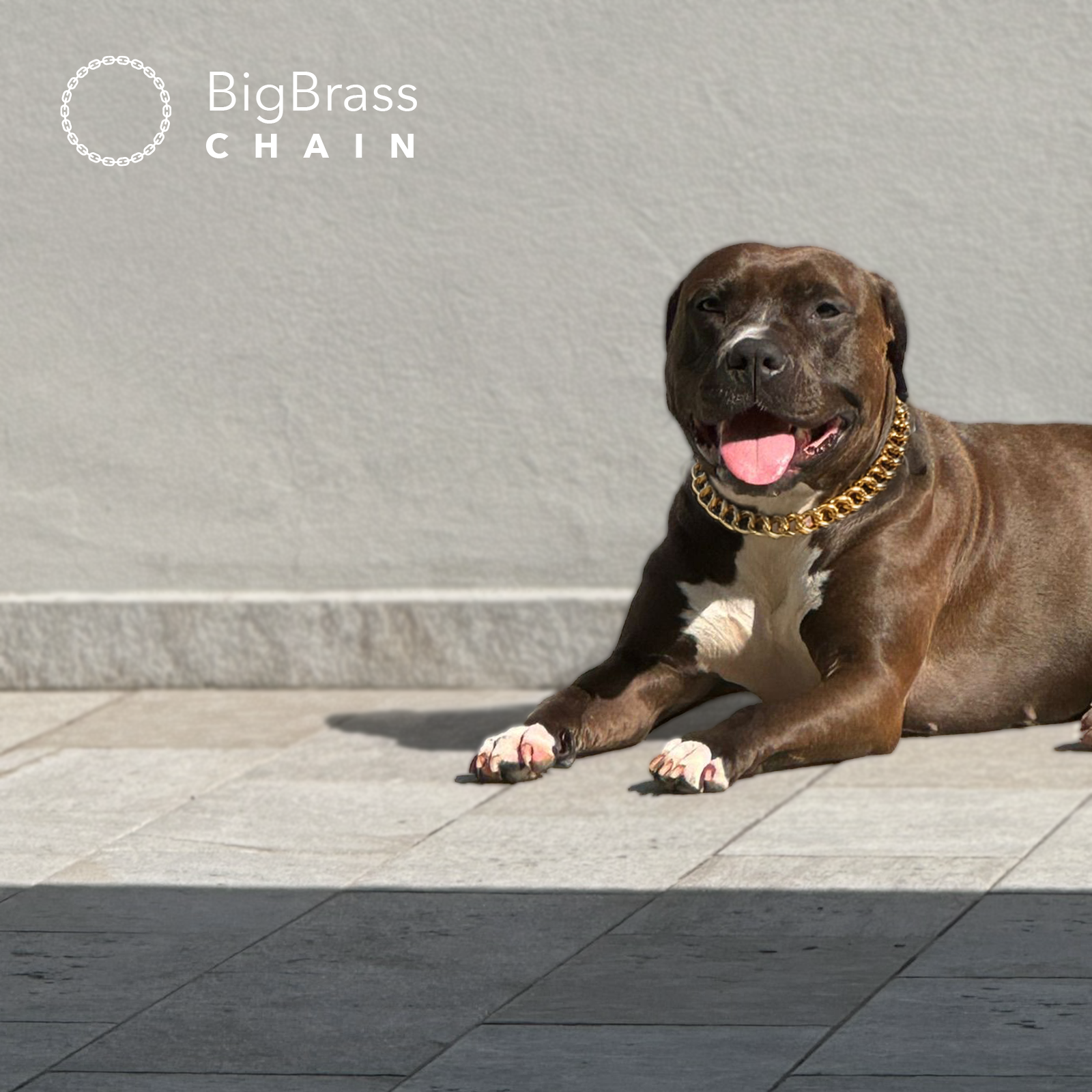 Big Brass Chain - Collare per cani in catena di ottone